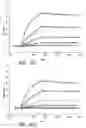 Fig. 30 - Bivalent, bispecific antibodies