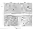 Fig. 09 - Methods and compositions for treating inflammatory conditions