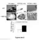 Fig. 15 - Methods and compositions for treating inflammatory conditions