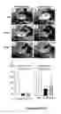 Fig. 25 - Methods and compositions for treating inflammatory conditions