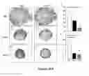 Fig. 26 - Methods and compositions for treating inflammatory conditions