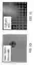 Fig. 02 - Multipotent adult stem cells and methods for isolation