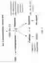 Fig. 06 - Multipotent adult stem cells and methods for isolation