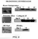 Fig. 07 - Multipotent adult stem cells and methods for isolation