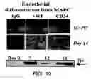 Fig. 11 - Multipotent adult stem cells and methods for isolation