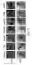 Fig. 13 - Multipotent adult stem cells and methods for isolation