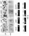 Fig. 14 - Multipotent adult stem cells and methods for isolation