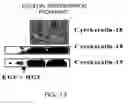 Fig. 17 - Multipotent adult stem cells and methods for isolation