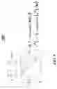 Fig. 06 - Bidirectional iterative beam forming