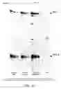Fig. 72 - Hepatitis C virus vaccine