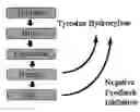 Fig. 01 - ADMINISTRATION OF DOPA PRECURSORS WITH SOURCES OF DOPA TO EFFECTUATE OPTIMAL CATECHOLAMINE NEUROTRANSMITTER OUTCOMES