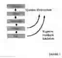 Fig. 02 - ADMINISTRATION OF DOPA PRECURSORS WITH SOURCES OF DOPA TO EFFECTUATE OPTIMAL CATECHOLAMINE NEUROTRANSMITTER OUTCOMES