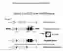 Fig. 01 - Non-human mammal comprising a modified SERCA2 gene and methods, cells, genes, and vectors thereof