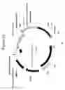 Fig. 22 - Mammalian expression vectors and uses thereof