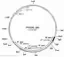 Fig. 01 - Assembly of wild-type and chimeric influenza virus-like particles (VLPs)