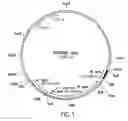 Fig. 02 - Assembly of wild-type and chimeric influenza virus-like particles (VLPs)