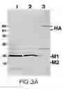 Fig. 04 - Assembly of wild-type and chimeric influenza virus-like particles (VLPs)