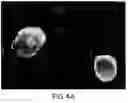 Fig. 06 - Assembly of wild-type and chimeric influenza virus-like particles (VLPs)