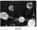 Fig. 11 - Assembly of wild-type and chimeric influenza virus-like particles (VLPs)