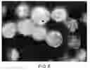 Fig. 12 - Assembly of wild-type and chimeric influenza virus-like particles (VLPs)