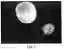 Fig. 13 - Assembly of wild-type and chimeric influenza virus-like particles (VLPs)
