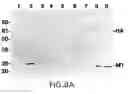 Fig. 14 - Assembly of wild-type and chimeric influenza virus-like particles (VLPs)