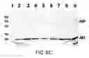 Fig. 16 - Assembly of wild-type and chimeric influenza virus-like particles (VLPs)