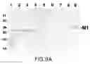 Fig. 17 - Assembly of wild-type and chimeric influenza virus-like particles (VLPs)