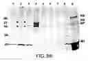 Fig. 18 - Assembly of wild-type and chimeric influenza virus-like particles (VLPs)