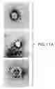 Fig. 20 - Assembly of wild-type and chimeric influenza virus-like particles (VLPs)