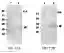 Fig. 22 - Assembly of wild-type and chimeric influenza virus-like particles (VLPs)