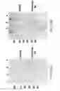 Fig. 23 - Assembly of wild-type and chimeric influenza virus-like particles (VLPs)