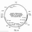 Fig. 24 - Assembly of wild-type and chimeric influenza virus-like particles (VLPs)