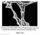 Fig. 26 - Assembly of wild-type and chimeric influenza virus-like particles (VLPs)