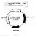 Fig. 02 - Affinity Polypeptide for Purification of Recombinant Proteins