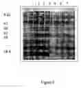 Fig. 06 - Affinity Polypeptide for Purification of Recombinant Proteins
