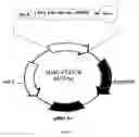Fig. 07 - Affinity Polypeptide for Purification of Recombinant Proteins