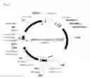 Fig. 02 - Method for producing an L-amino acid using a bacterium of the Enterobacteriaceae family with attenuated expression of the gene