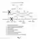 Fig. 02 - Thermophillic Organisms For Conversion Of Lignocellulosic Biomass To Ethanol