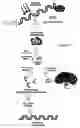 Fig. 09 - TANDEM REAPEAT DNA CONSTRUCTS PRODUCING PROTEINS THAT ATTACK PLANT PATHOGENIC VIRUSES, FUNGI, AND BACTERIA BY DISRUPTING TRANSCRIPTION FACTORS ESSENTIAL FOR REPLICATION THEREOF IN PLANTS