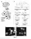 Fig. 02 - High affinity VEGF-receptor antagonists