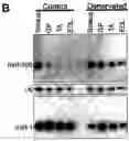 Fig. 01 - Identification of micro-RNAS involved in neuromuscular synapse maintenance and regeneration