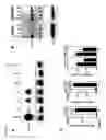 Fig. 02 - Identification of micro-RNAS involved in neuromuscular synapse maintenance and regeneration