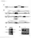 Fig. 03 - Identification of micro-RNAS involved in neuromuscular synapse maintenance and regeneration