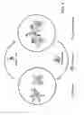 Fig. 08 - Triggered Self-Assembly of Nanoparticles In Vivo