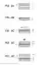 Fig. 09 - METHOD OF PRODUCING MULTILAYER OPTICAL RECORDING MEDIUM, STAMPER FOR PRODUCING MULTILAYER OPTICAL RECORDING MEDIUM, AND METHOD THEREFOR