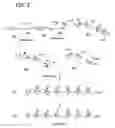 Fig. 04 - NUCLEIC ACID TERMINATORS INCORPORATING A CATIONIC MOIETY AND METHODS FOR THEIR USE