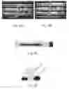 Fig. 06 - High throughput screening of genetically modified photosynthetic organisms