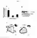 Fig. 02 - DIAGNOSTIC COMPOSITIONS AND TREATMENT METHODS FOR CONDITIONS INVOLVING TROPHOBLAST CELL DEATH, DIFFERENTIATION, INVASION AND/OR CELL FUSION AND TURNOVER