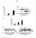 Fig. 07 - DIAGNOSTIC COMPOSITIONS AND TREATMENT METHODS FOR CONDITIONS INVOLVING TROPHOBLAST CELL DEATH, DIFFERENTIATION, INVASION AND/OR CELL FUSION AND TURNOVER